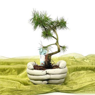 Picture of Bonsai Pinus 