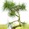 Picture of Bonsai Pinus 