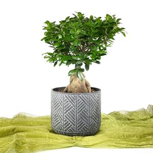 Εικόνα της Μπονζάι Ficus Ginseng