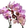 Picture of Pink Orchid Medium